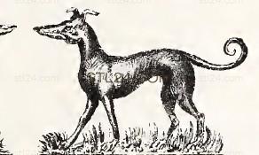 ANIMAL_0199